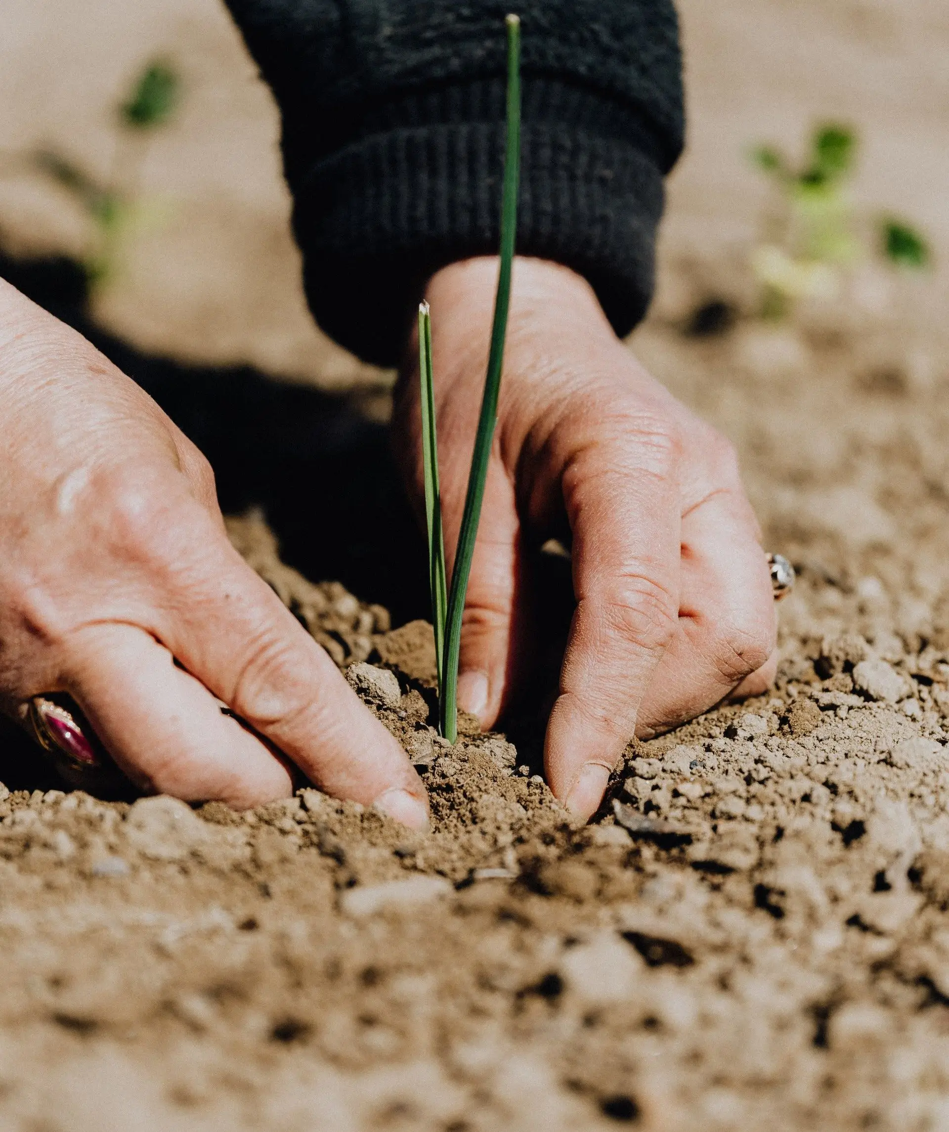 bandejas tubetes mudas reflorestamento (1) (1)